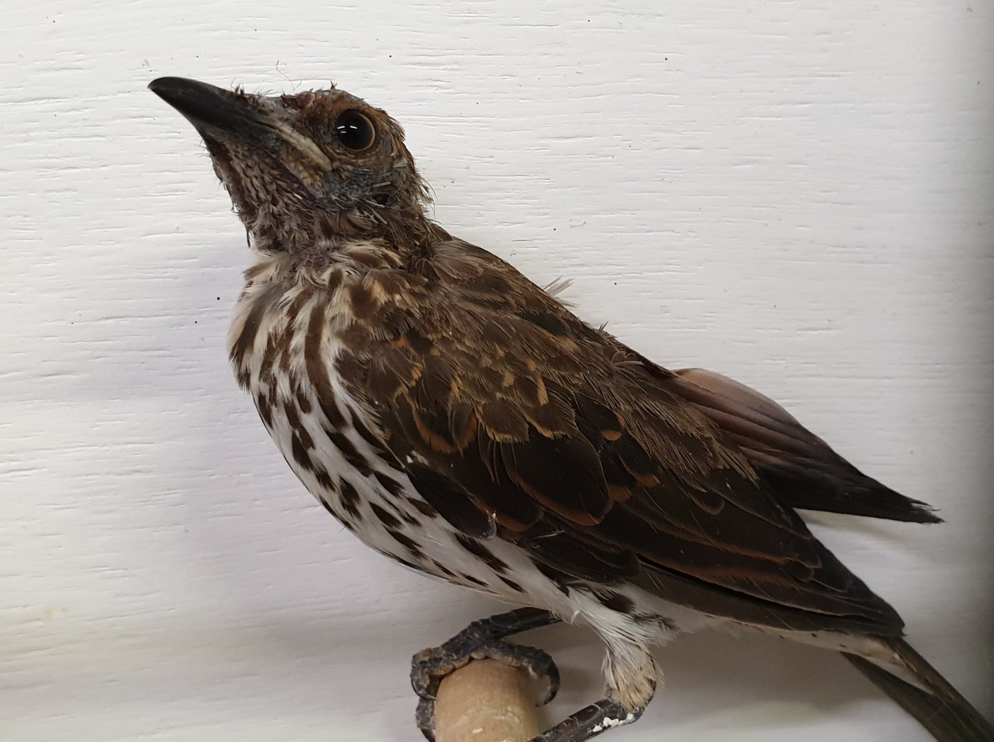 Amethyst starling - female