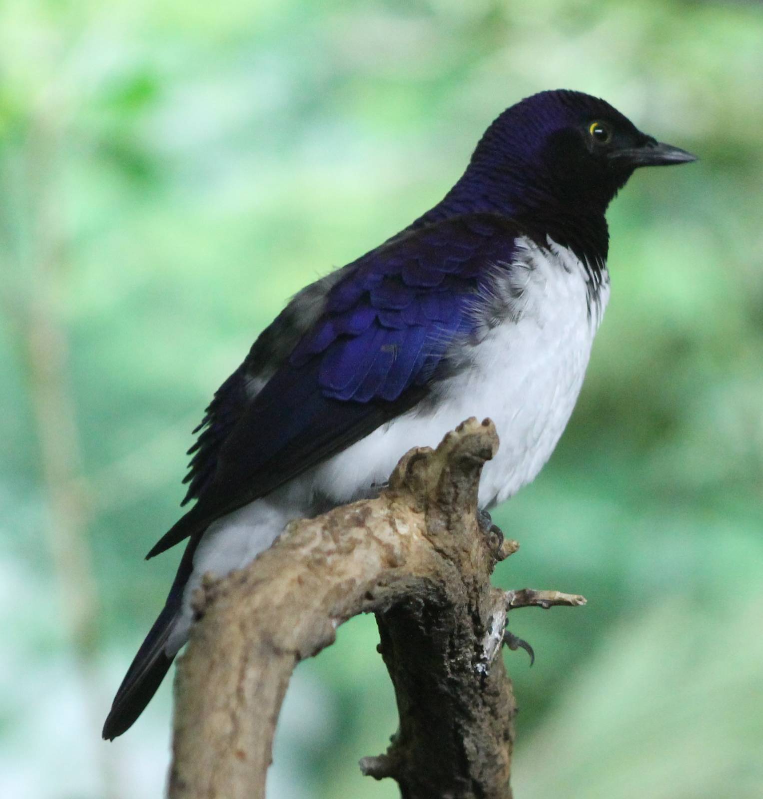 Amethyst starling male