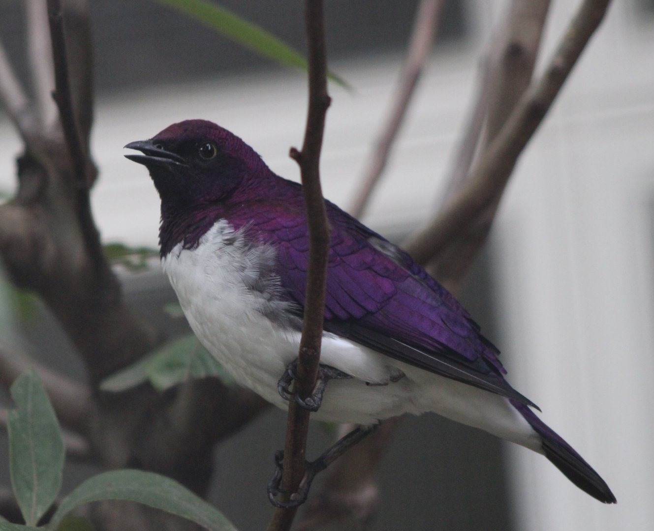 Amethyst starling - male