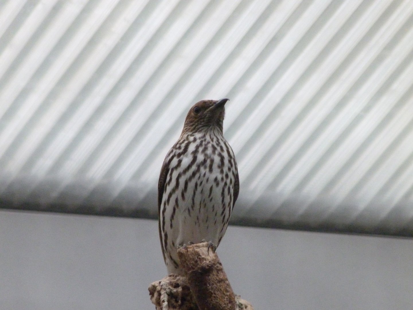Amethyst starling -Zoologischer Garten Berlin (2024)