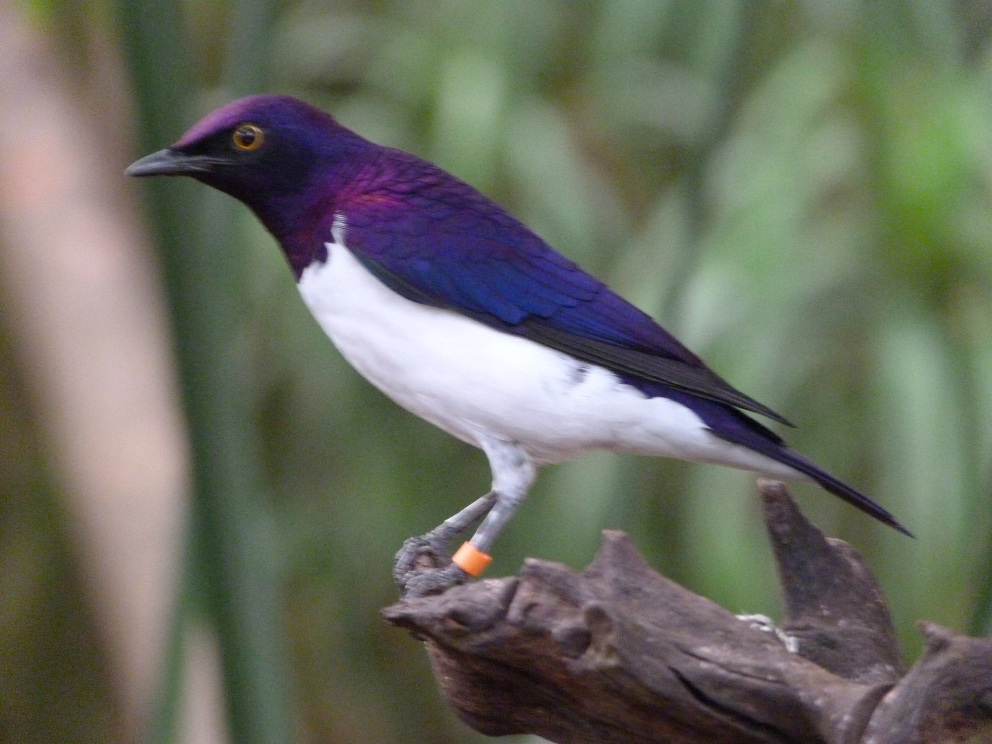 Amethyst starling -ZooParc de Beauval (2025)