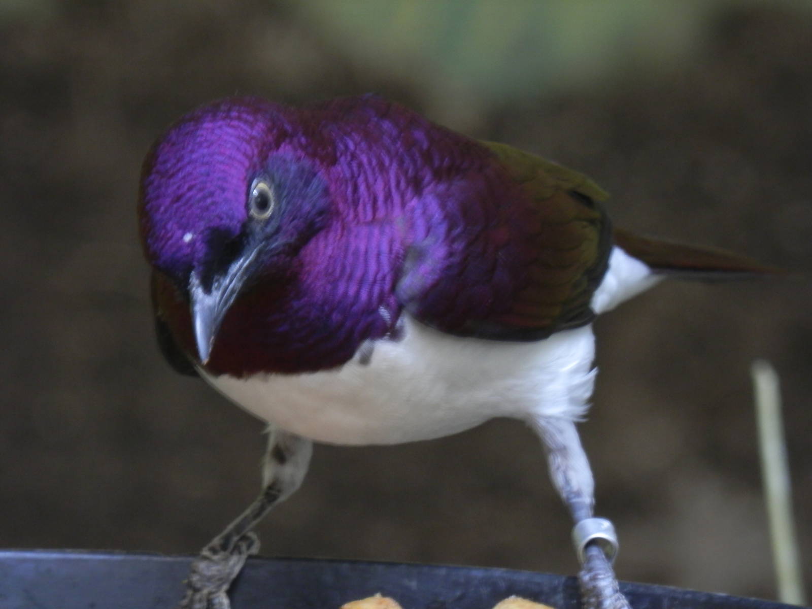 Amethyst starling