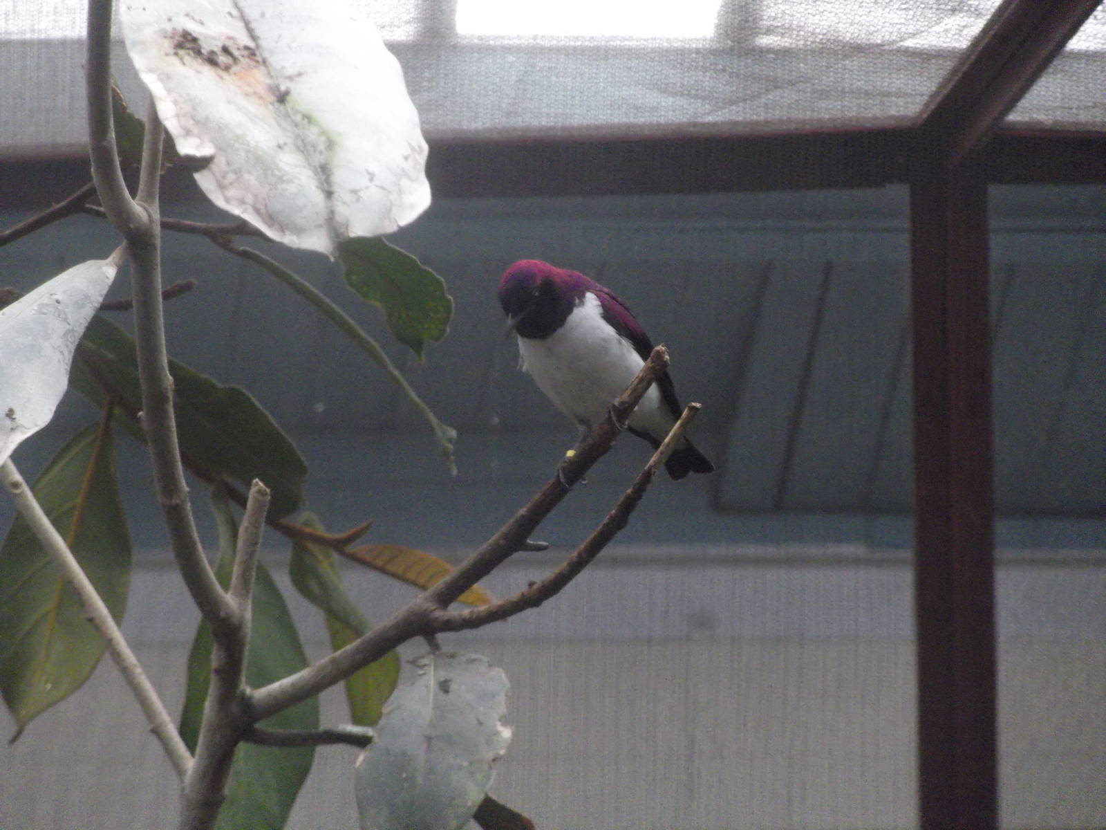 Amethyst starling