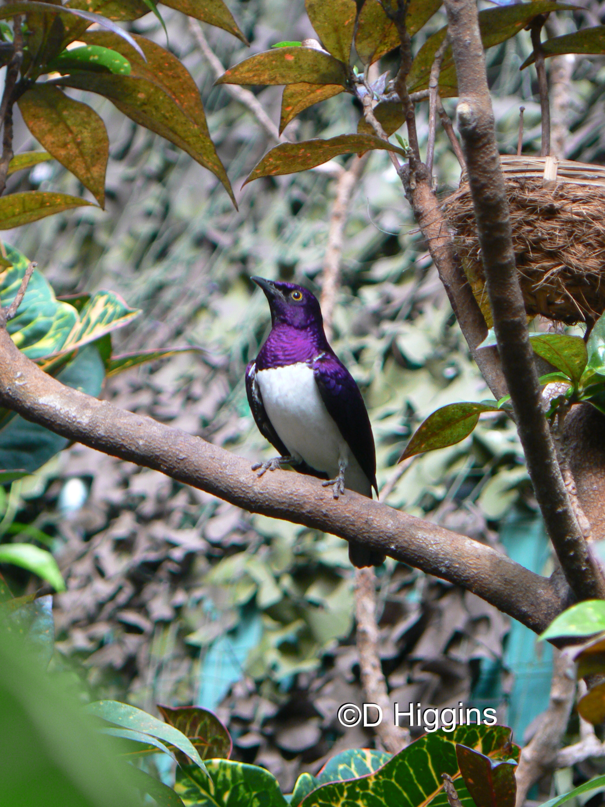 Amethyst Starling