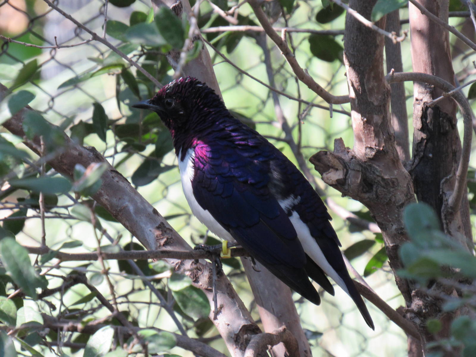 Amethyst Starling