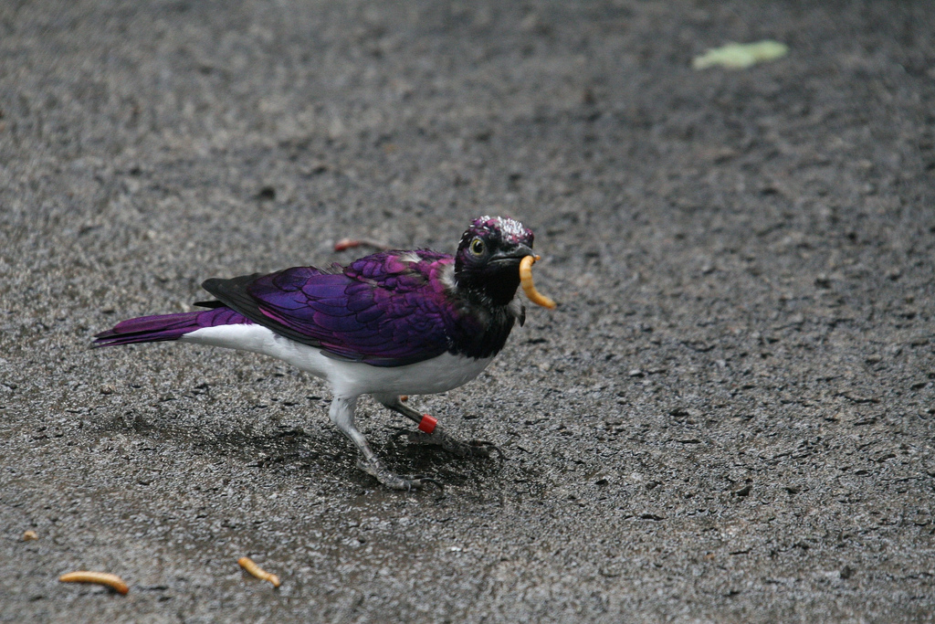 Amethyst Starling