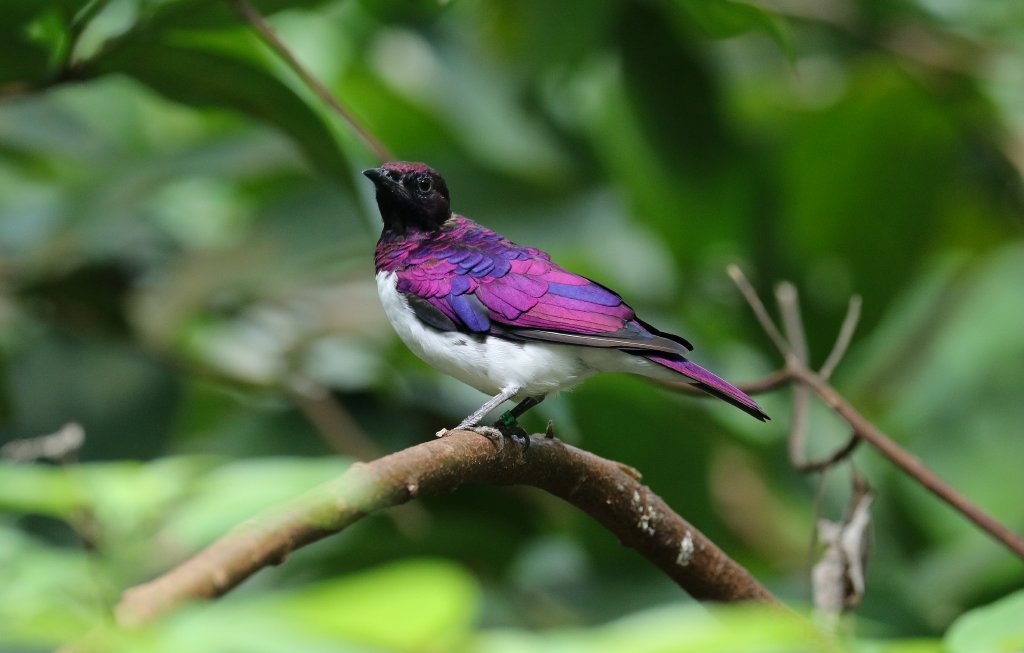 Amethyst Starling