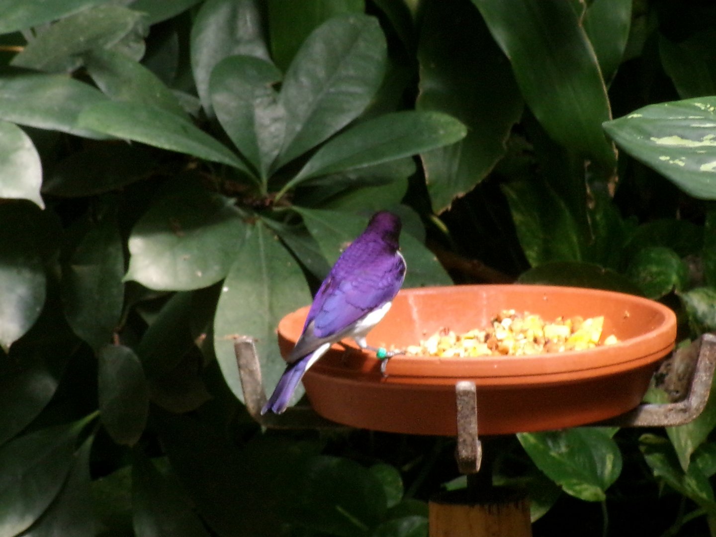 Amethyst starling