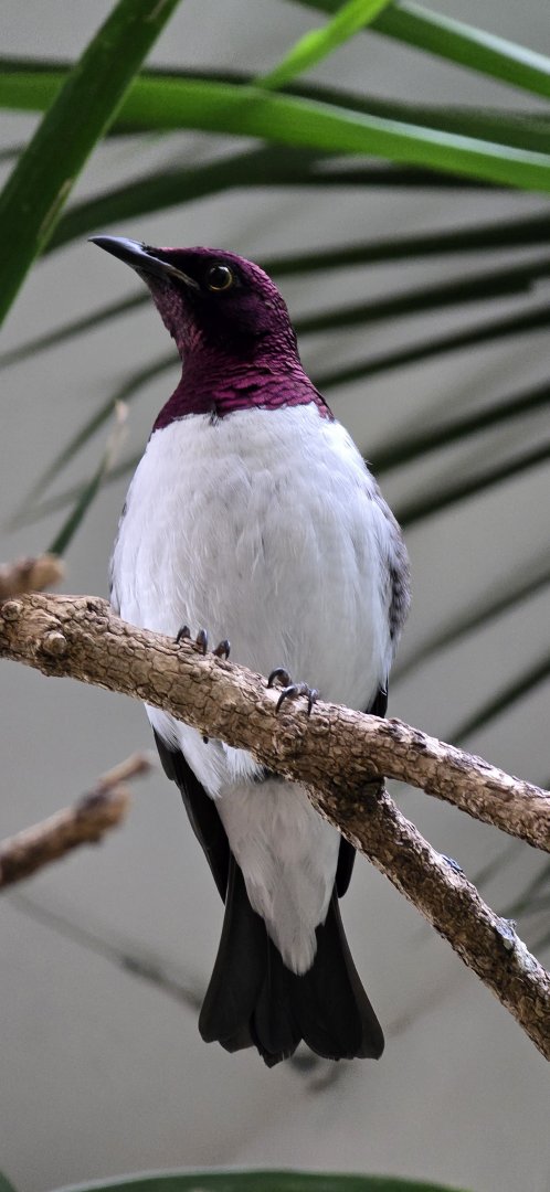 Amethyst starling