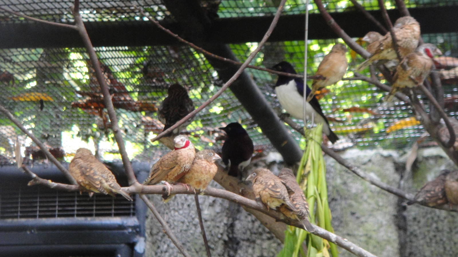 Amethyst starlings and (a lot of) Cut-throat Finches