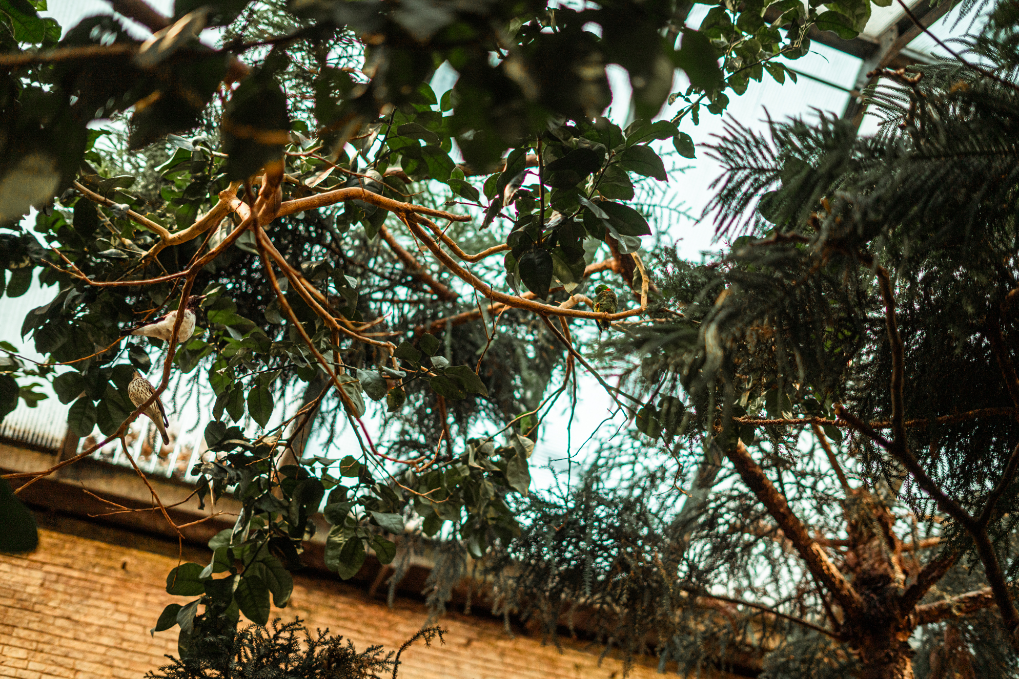 Amethyst starlings (left) & Blue-crowned hanging parrot (right)