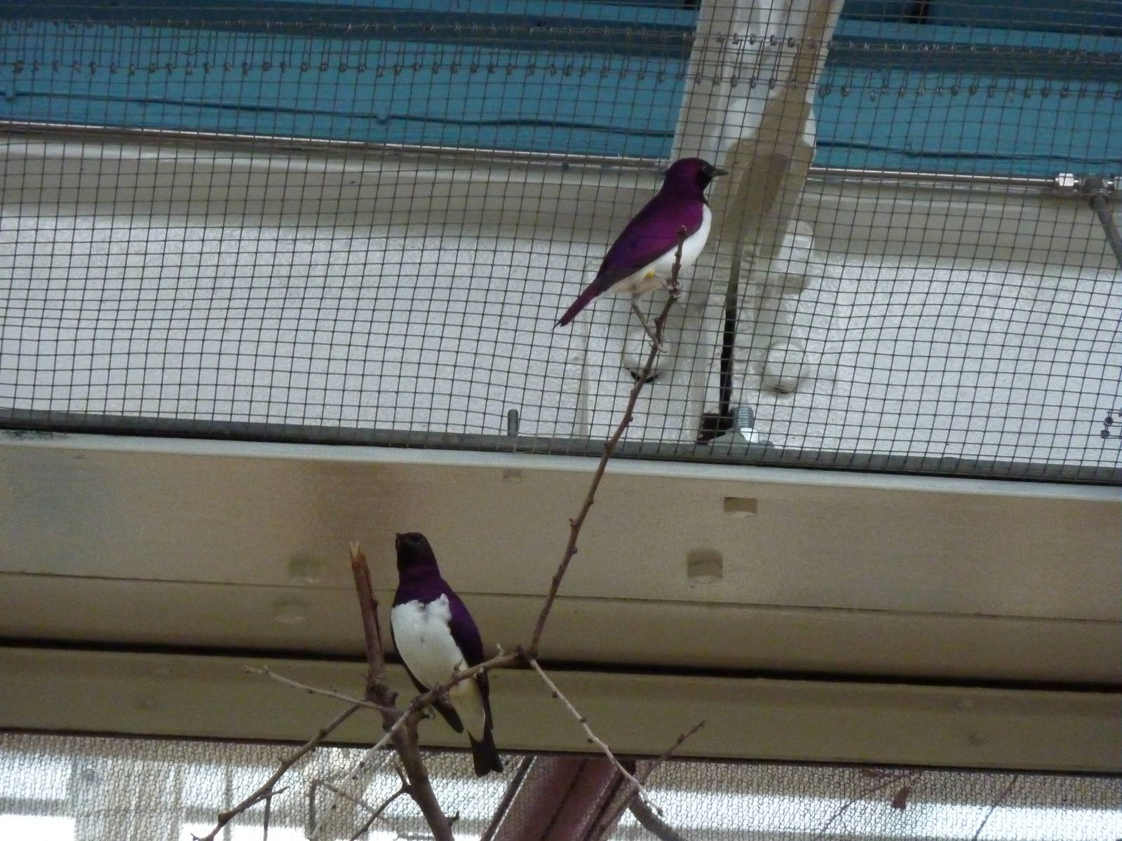 Amethyst starlings