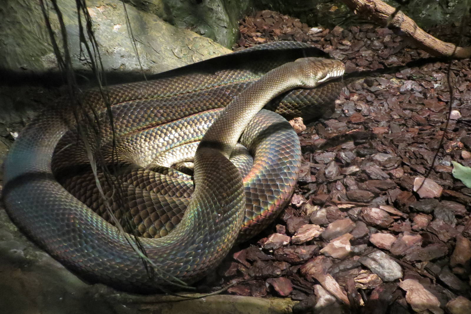 amethystine python 120813