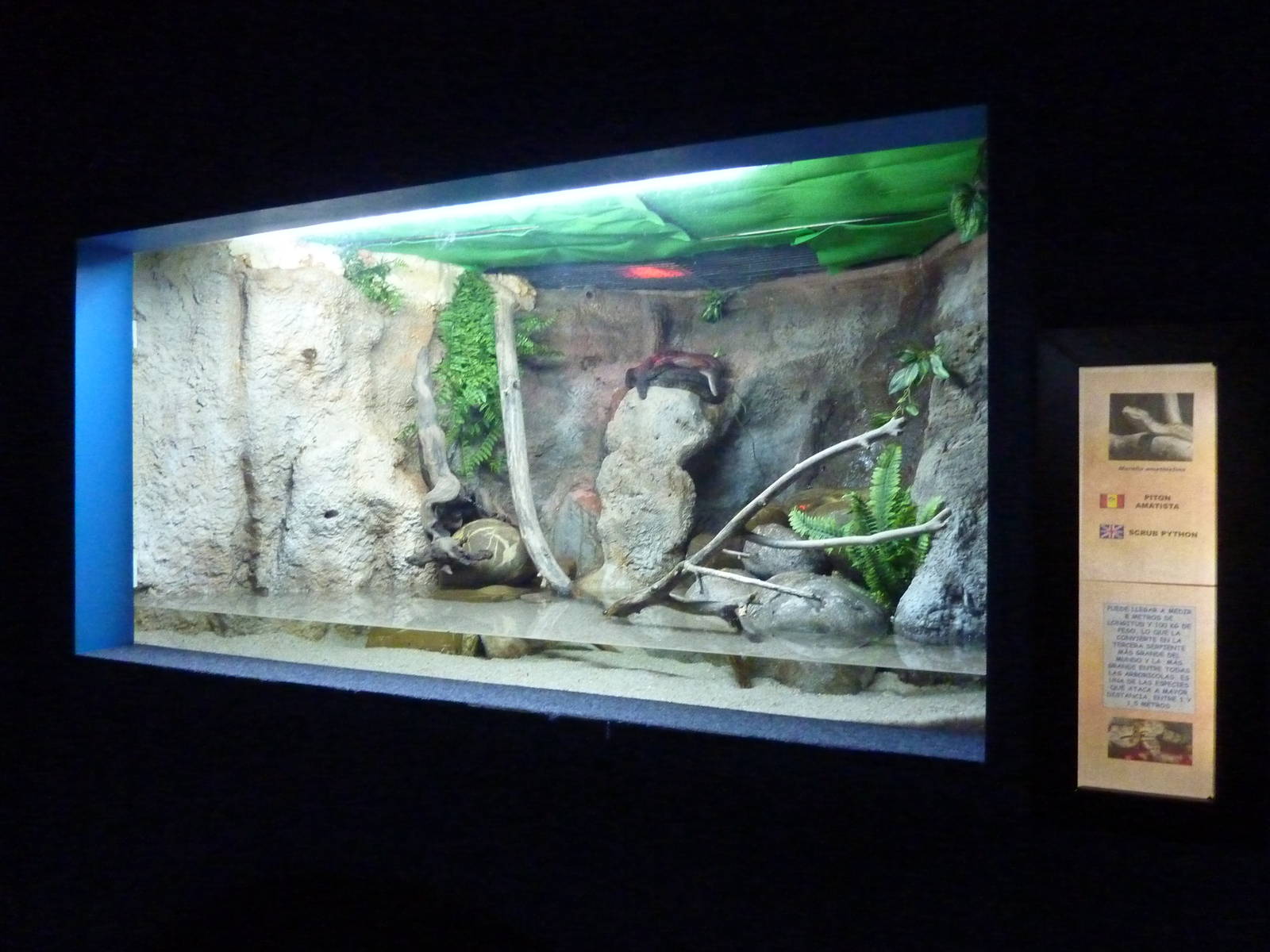 Amethystine python enclosure, 10th April 2012