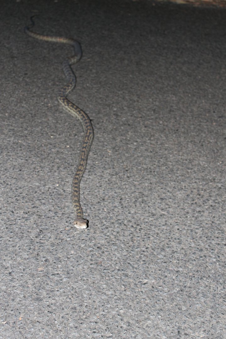 Amethystine Python (Morelia amethistina)