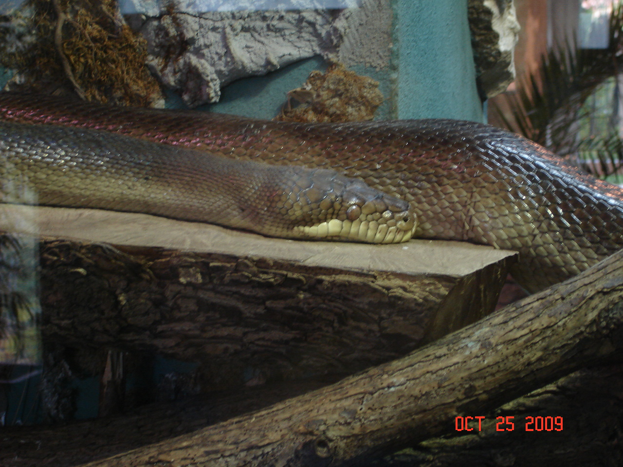 Amethystine python (Morelia amethistina)