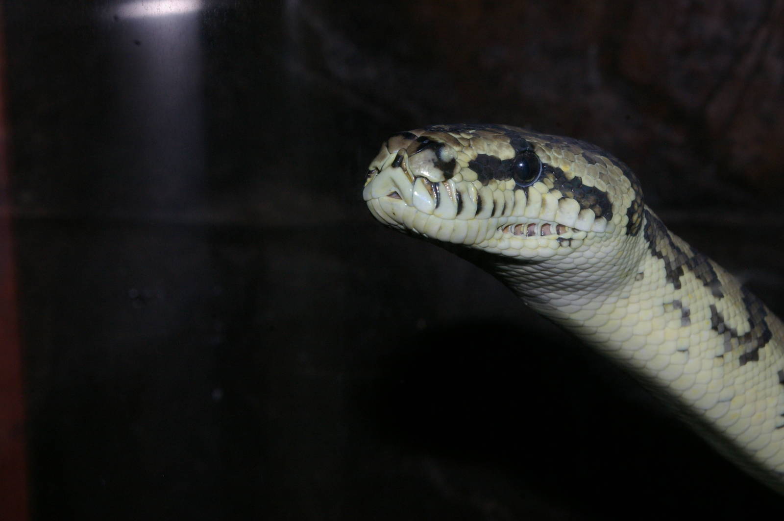 amethystine python (Morelia amethystina kinghorni)