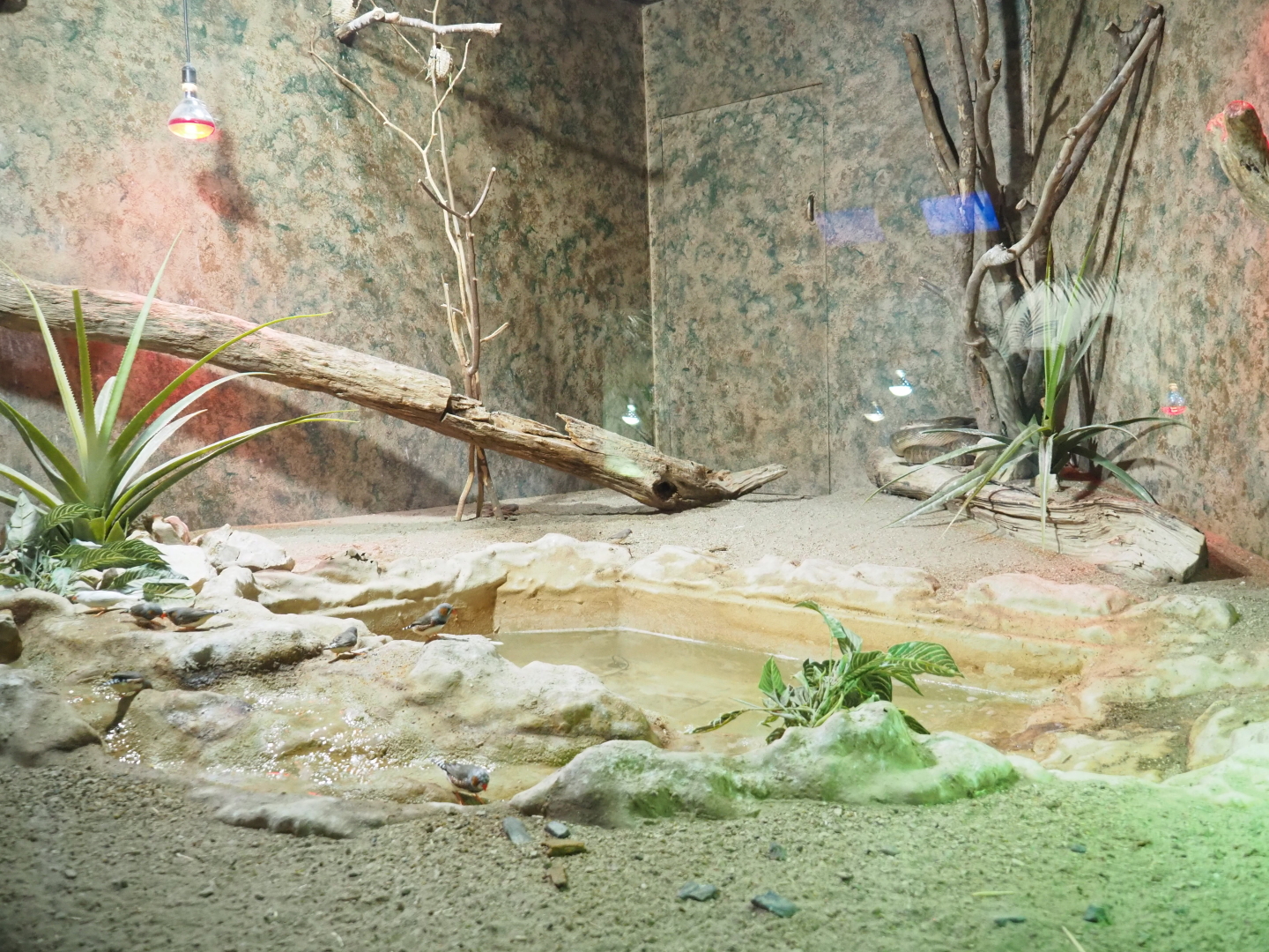 Amethystine python, Parker's snake-necked turtle and Australian zebra finch terrarium, 2021-09-03