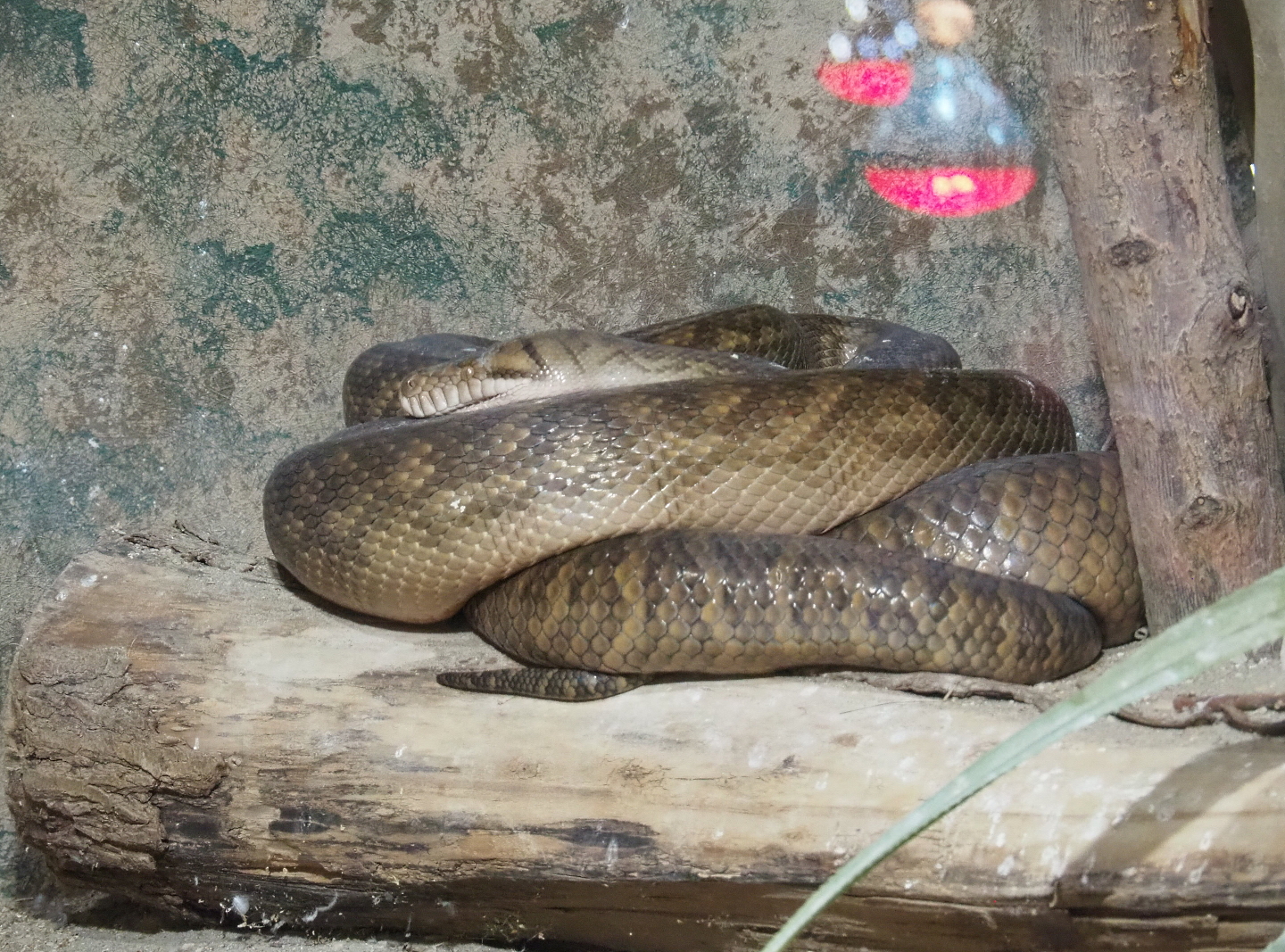 Amethystine python (Simalia amethistina), 2021-09-03