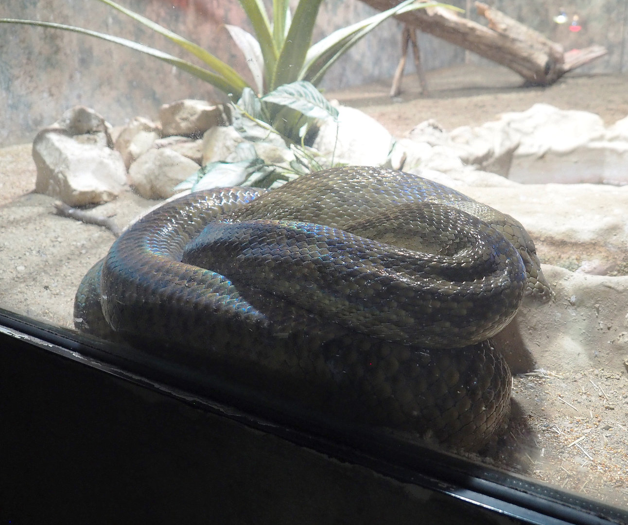 Amethystine python (Simalia amethistina), 2022-09-14