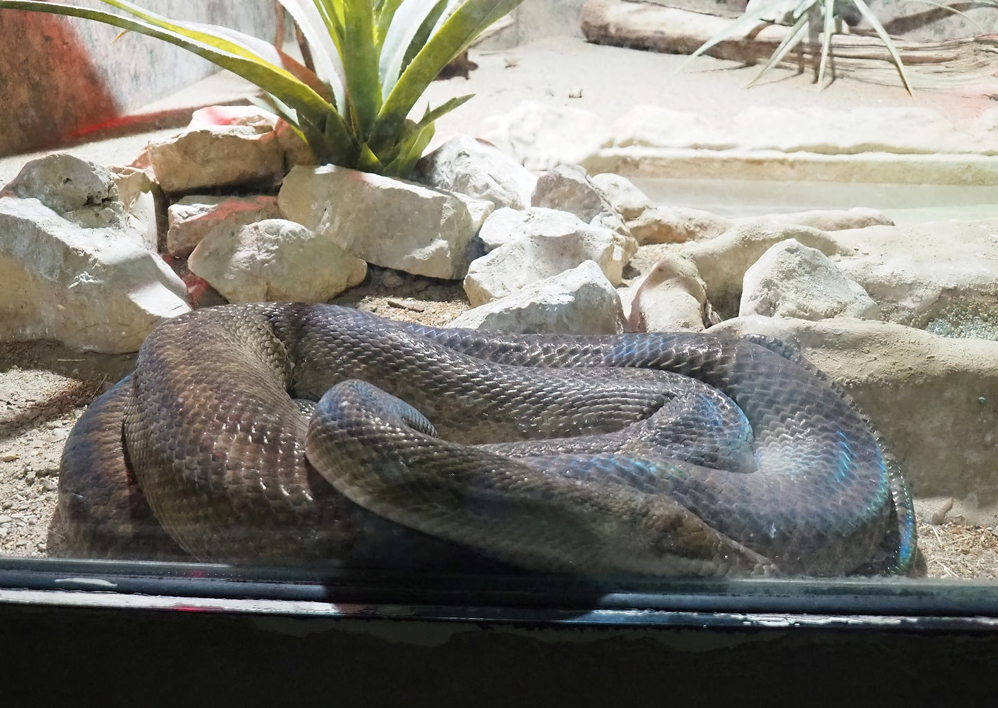 Amethystine python (Simalia amethistina), 2023-05-15
