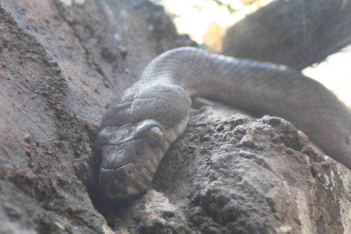 amethystine python (Simalia amethistina)