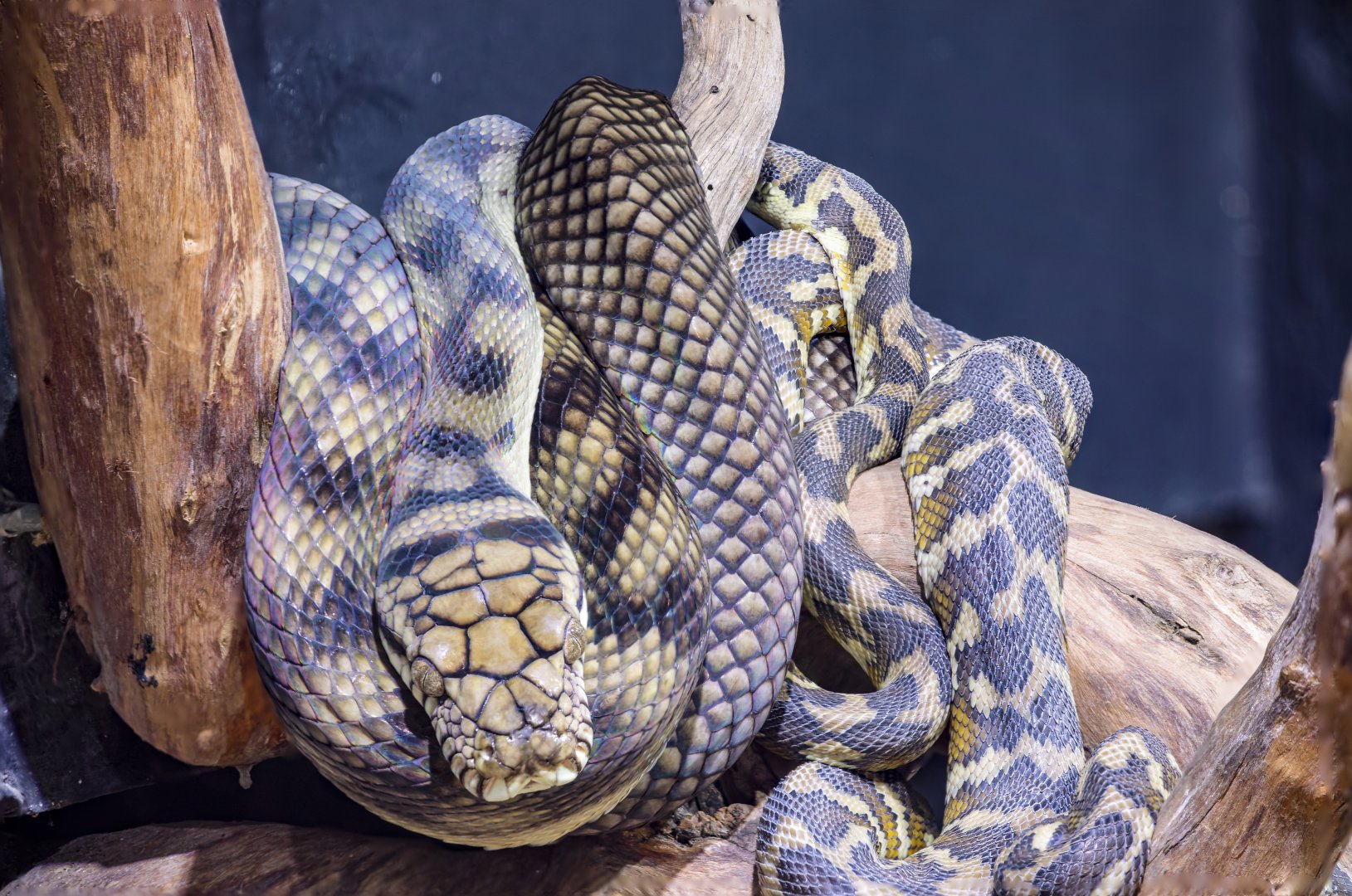 amethystine python (Simalia amethistina)