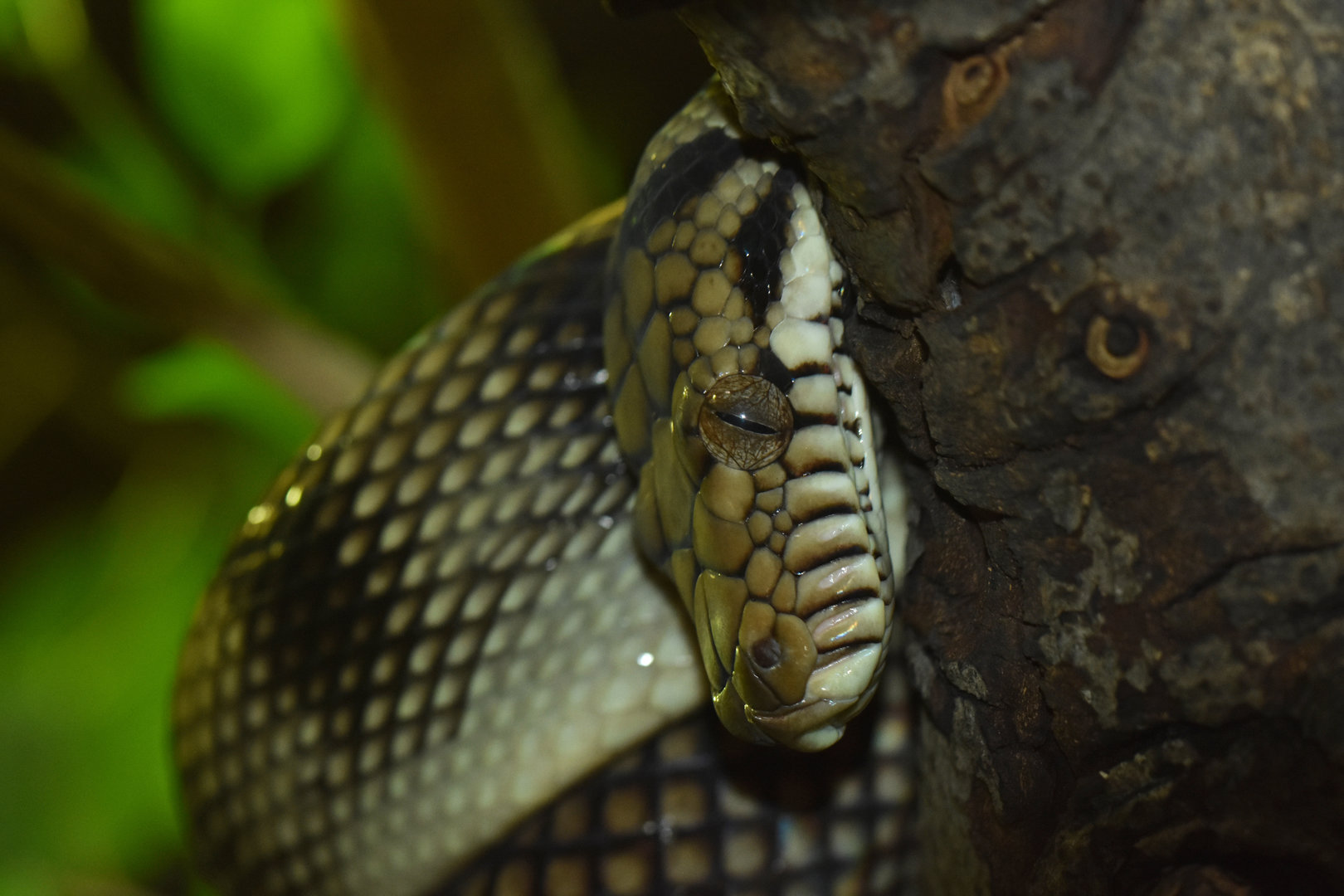 Amethystine python (Simalia amethystina)