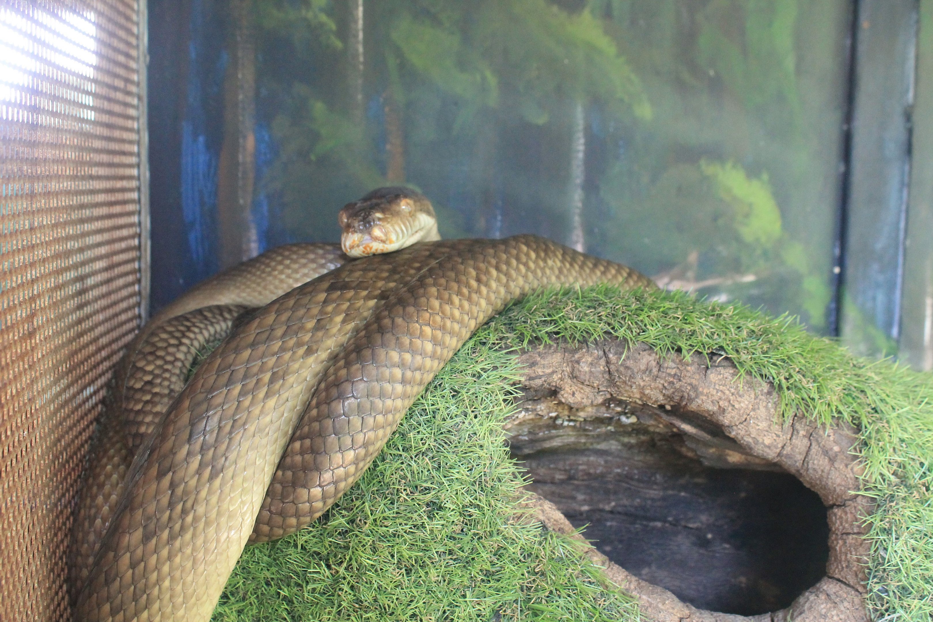 Amethystine Python (Simalia [Morelia] amethystina)