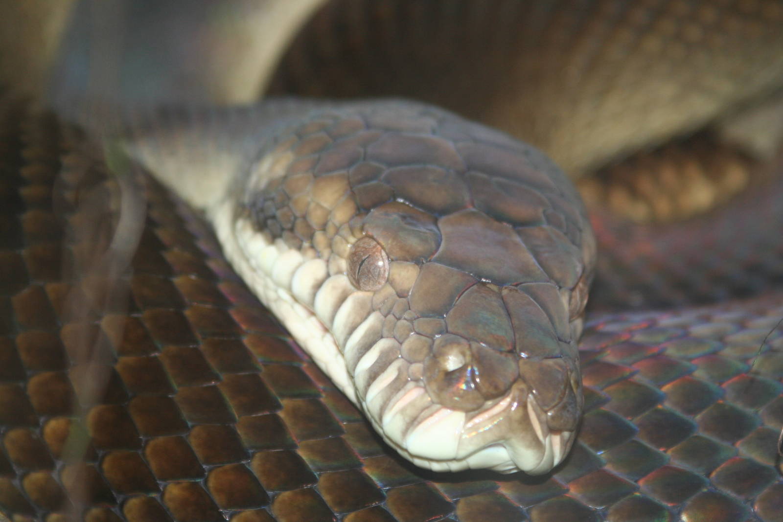 Amethystine Python @ West Midland Safari Park  15.07.2013
