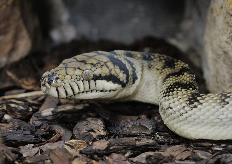 Amethystine python