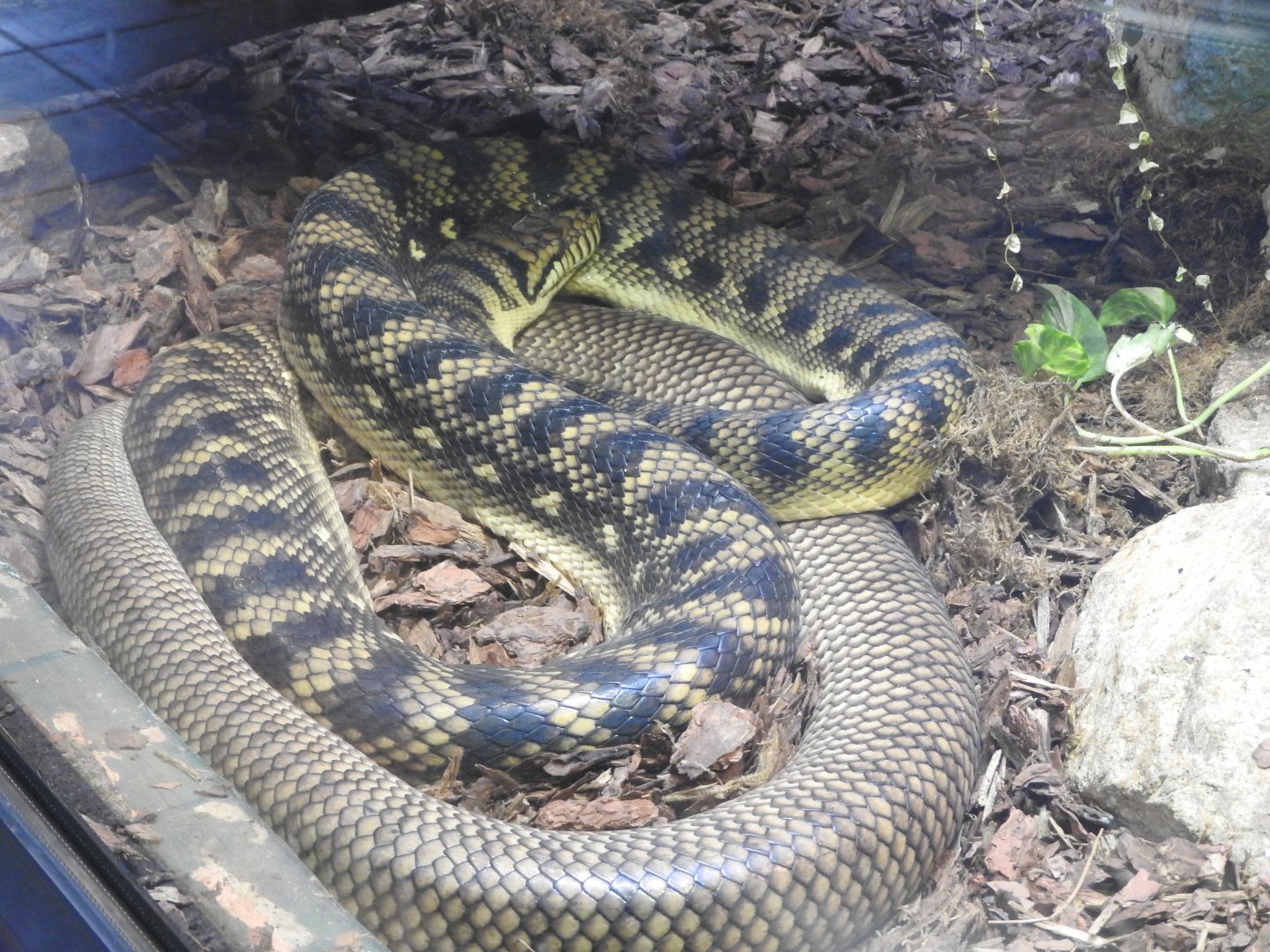 Amethystine python
