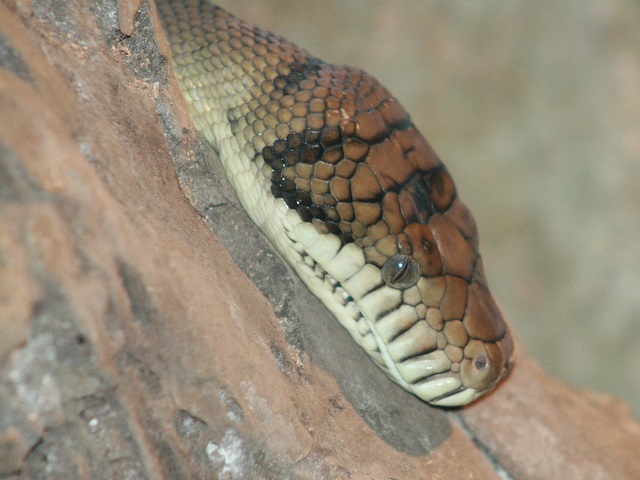 Amethystine Python