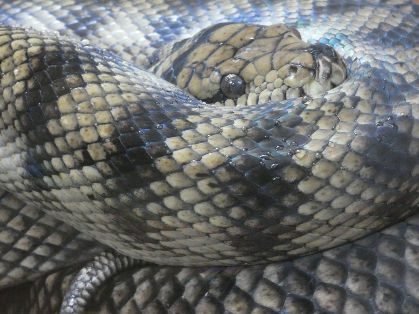 Amethystine python