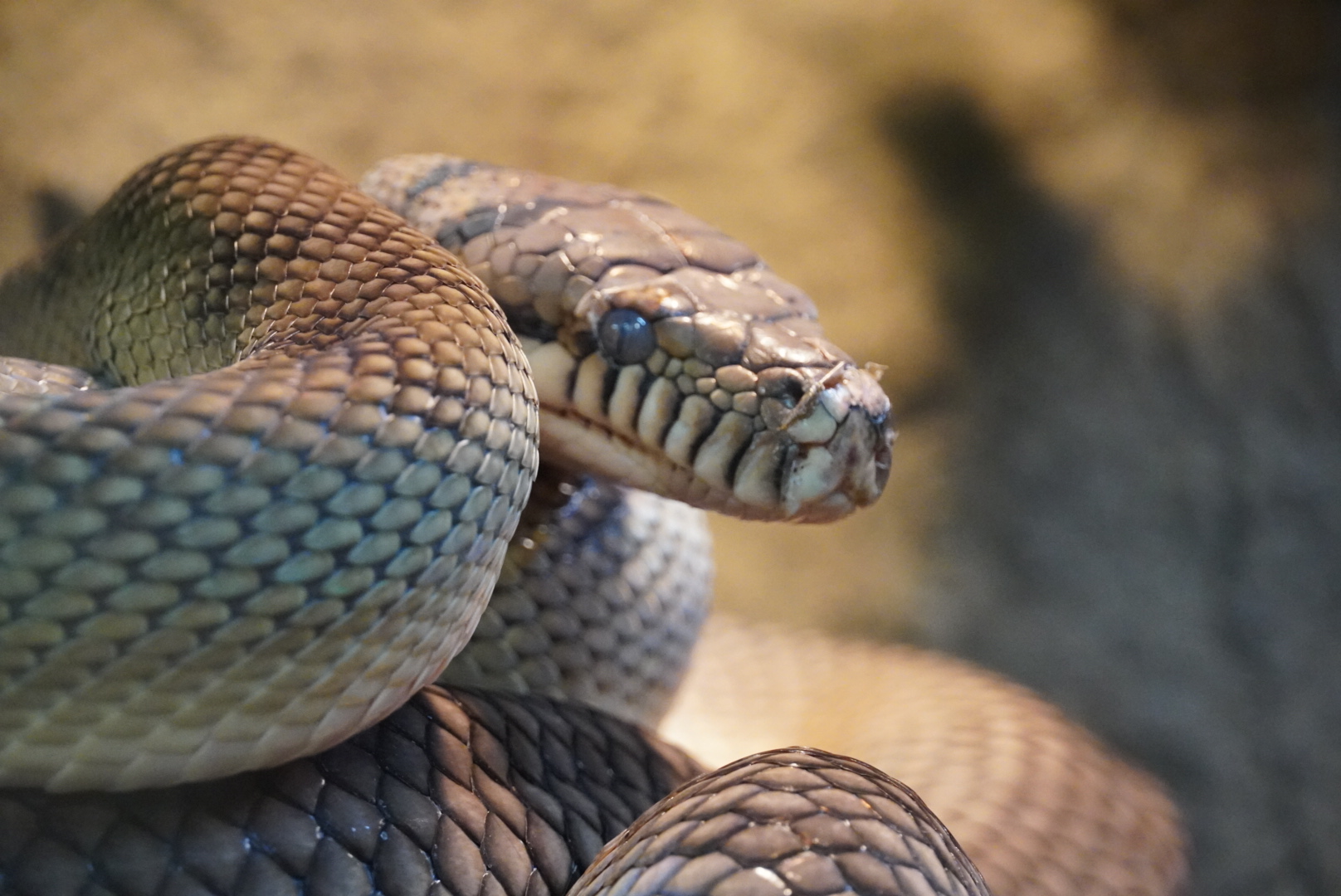 Amethystine Python