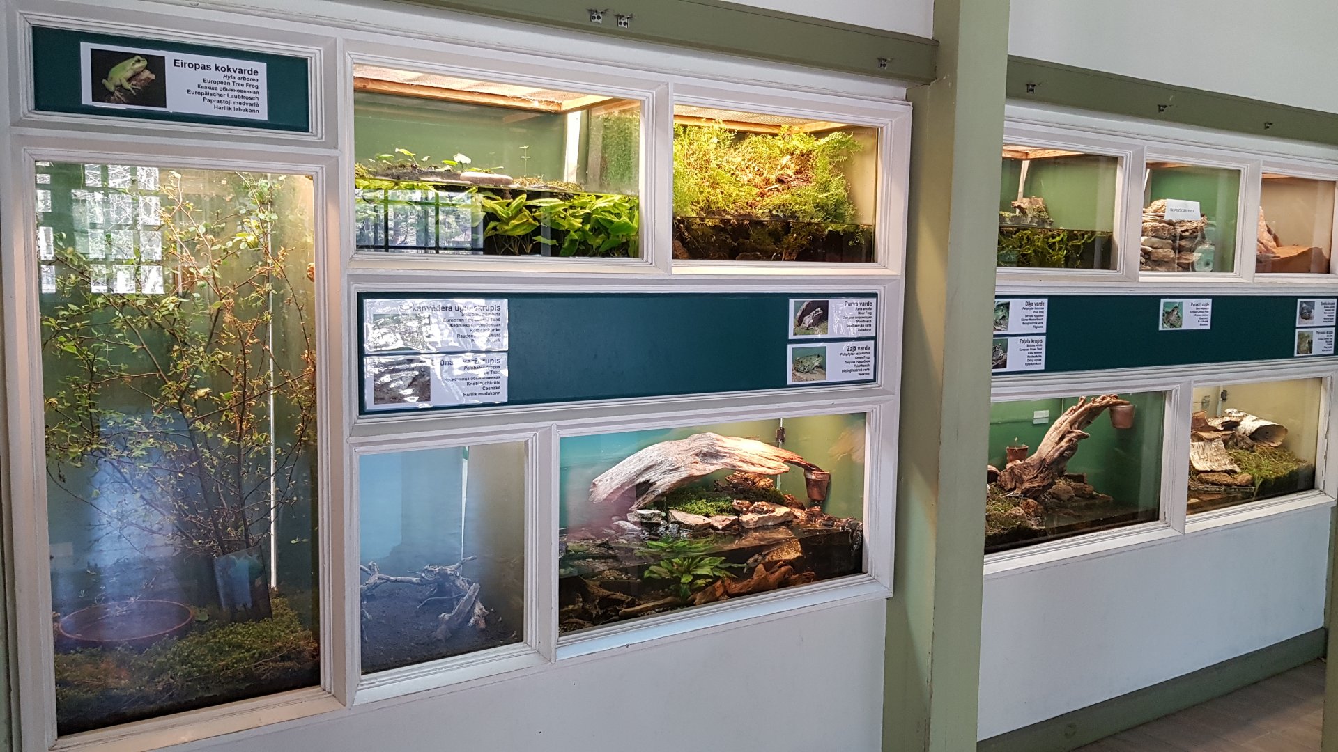 Amfibias and reptiles of Latvia