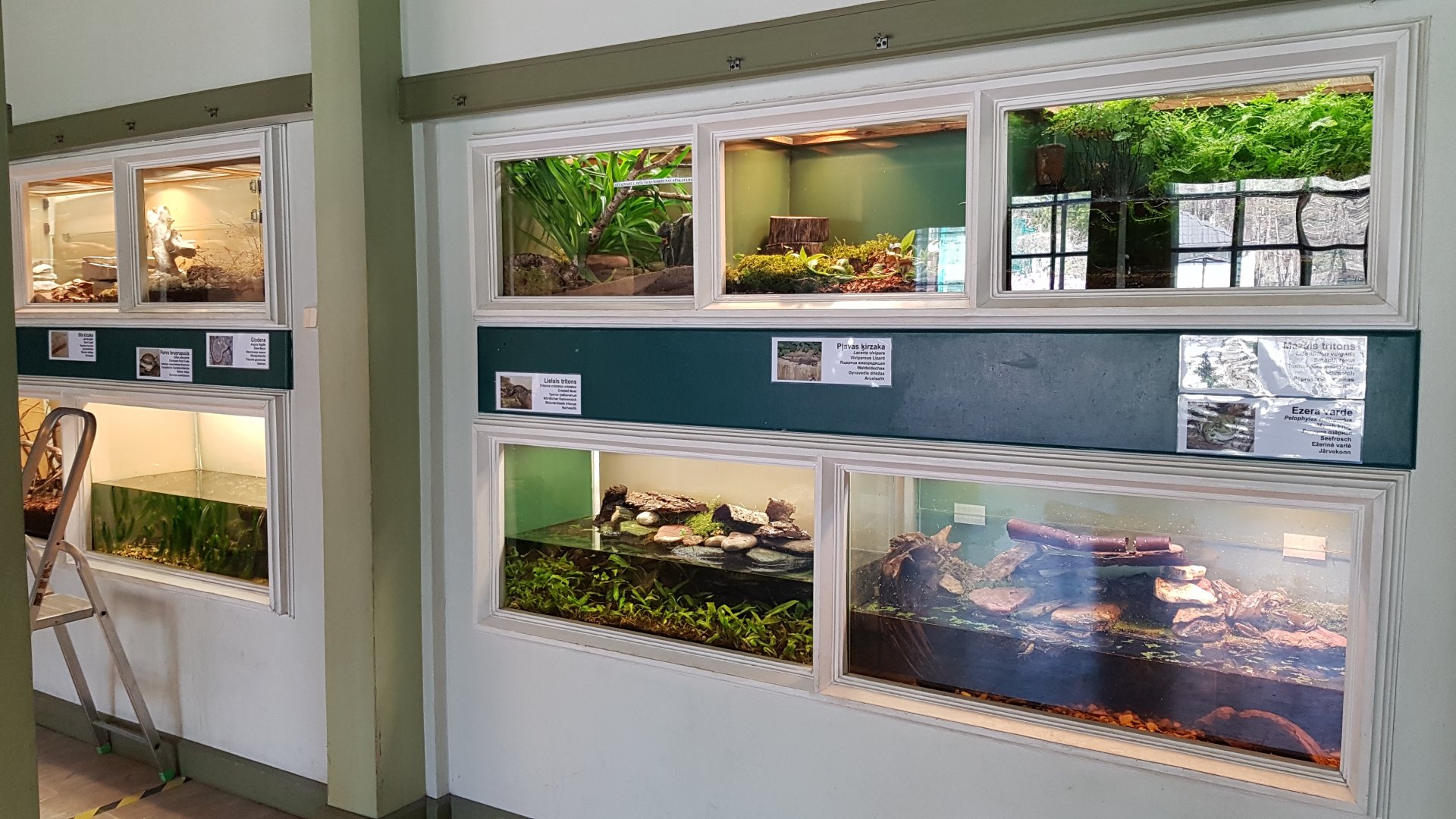 Amfibias and reptiles of Latvia