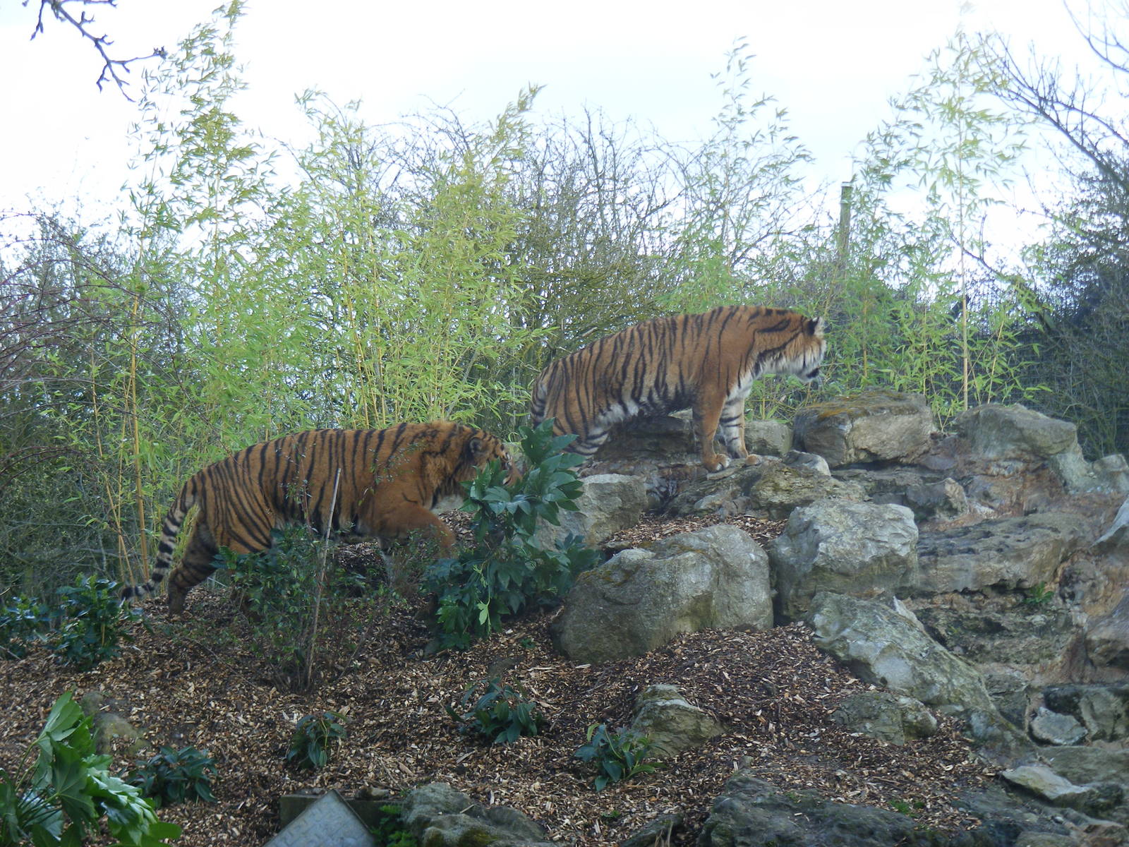 Amir and Indah the Sumatran tigers at Howletts Wild Animal Park, 3 April 20