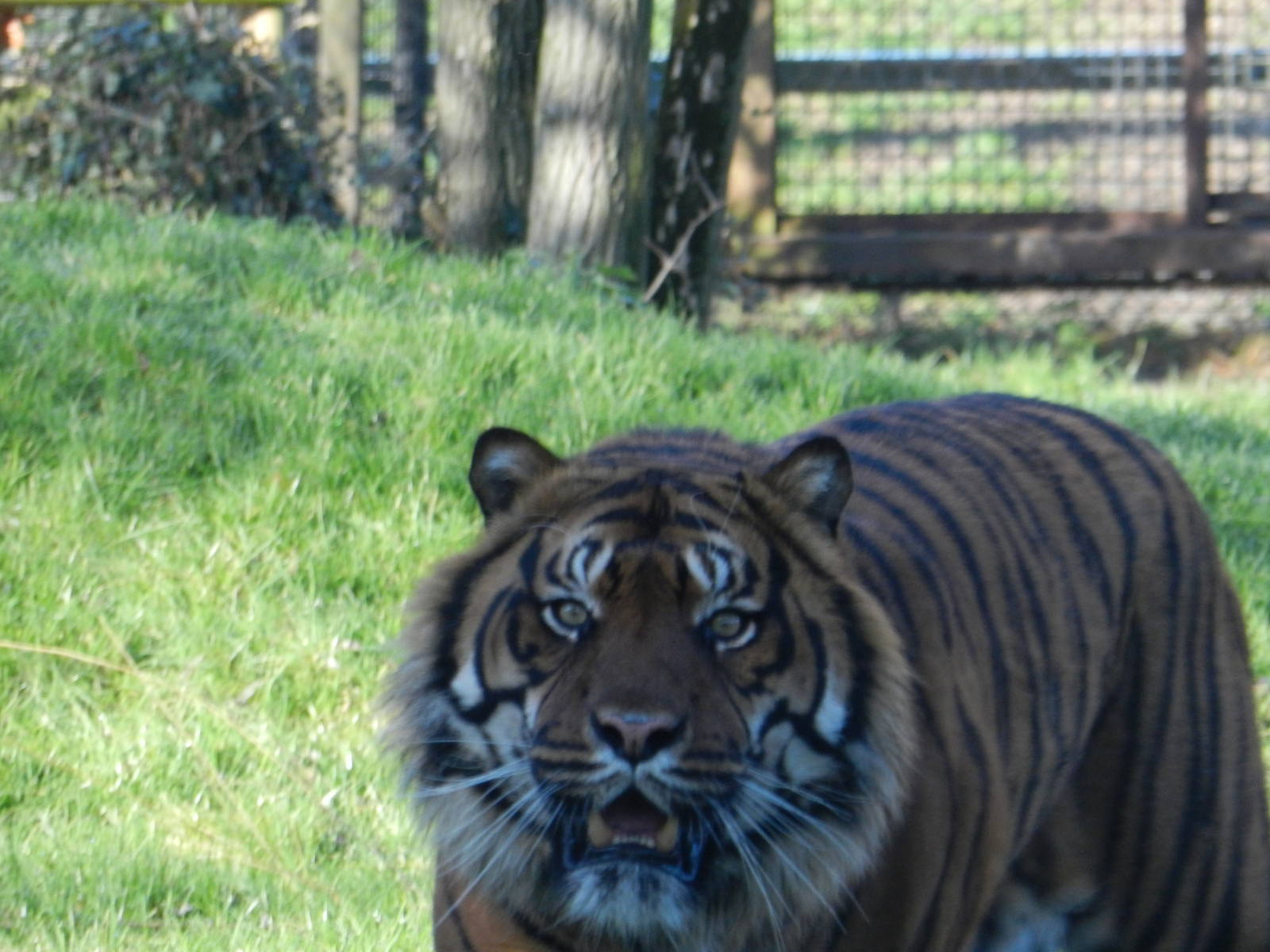 Amir the male Sumatran Tiger