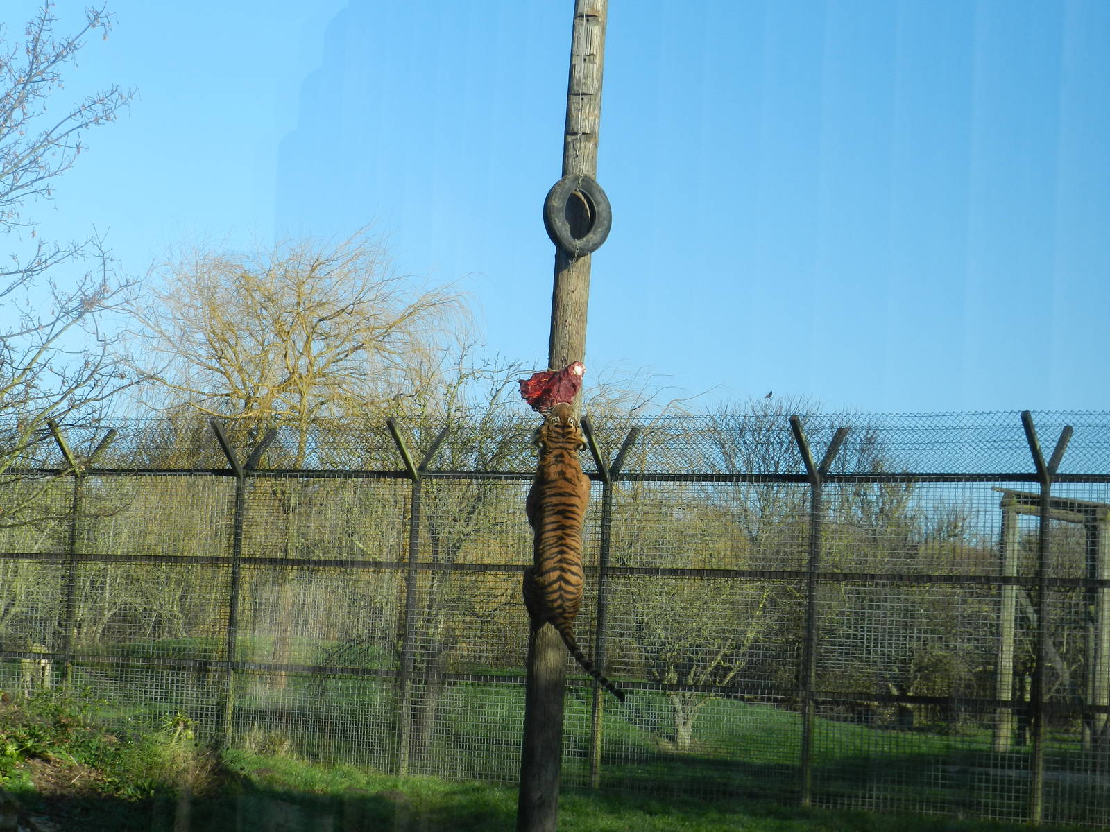 Amir the Sumatran Tiger