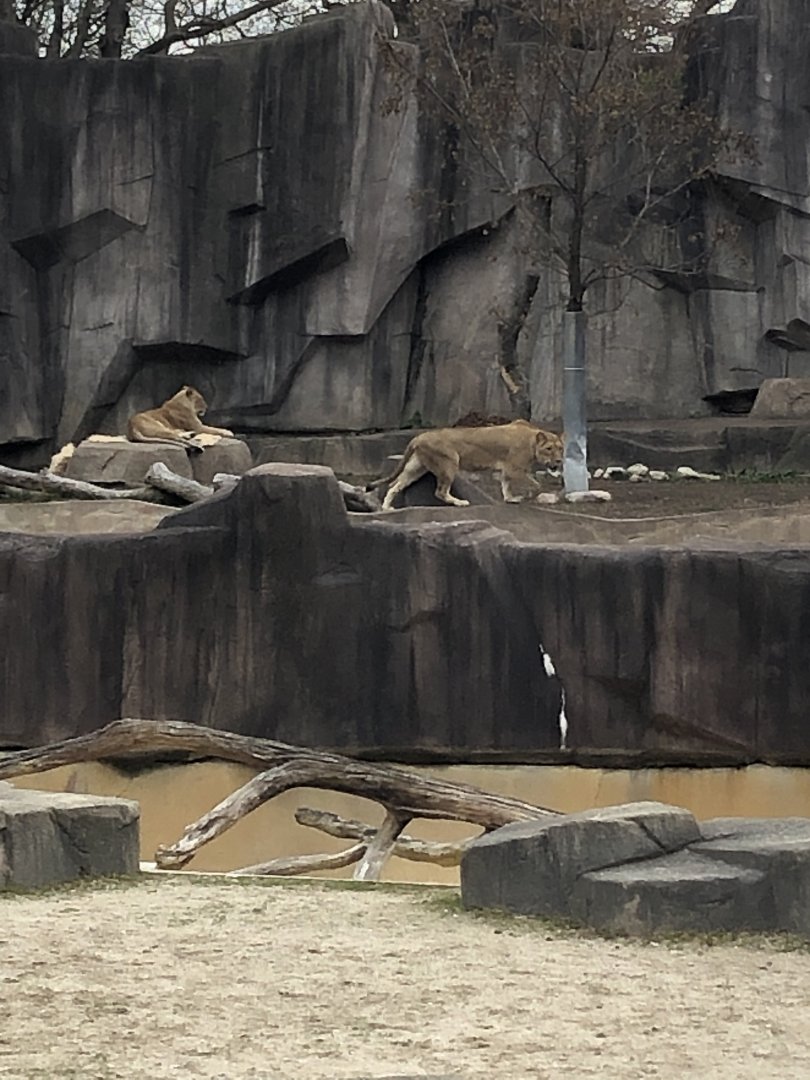 "Amira", "Eloise", and "Patty Sharptooth" the African Lionesses
