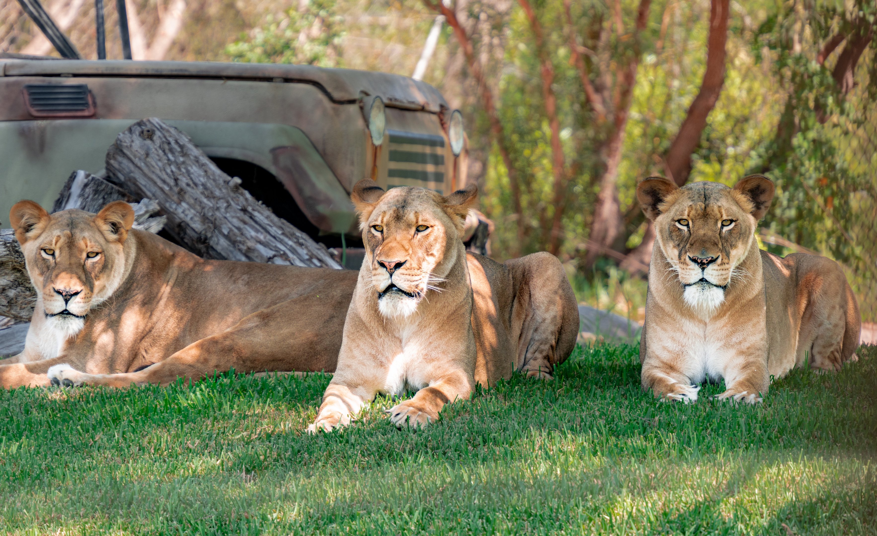 Amira, Zuli, and Malika