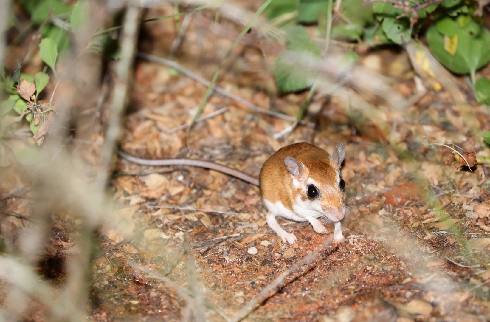 ammodile (Ammodillus imbellis)