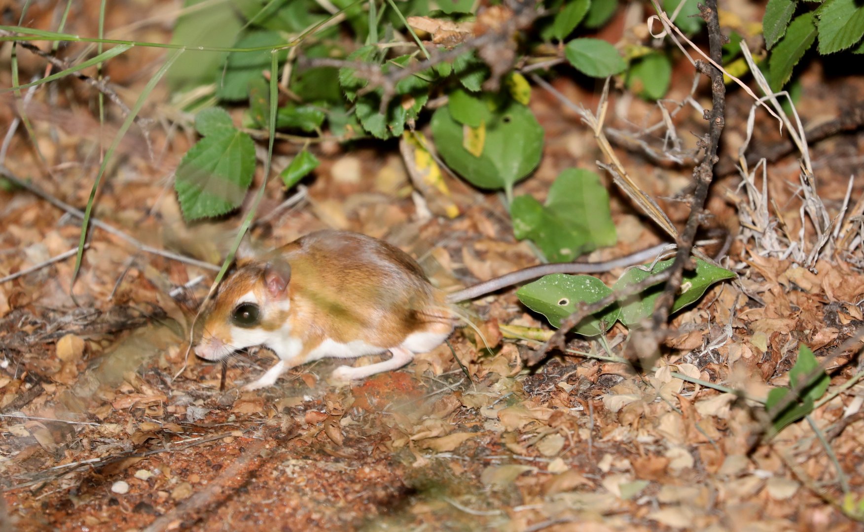ammodile (Ammodillus imbellis)
