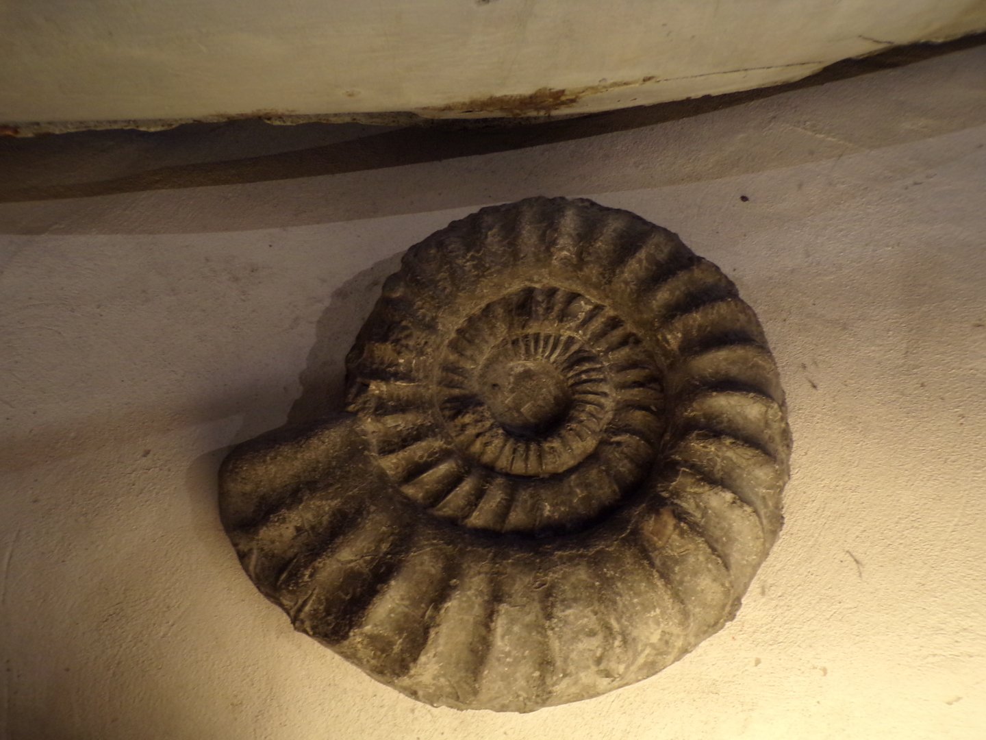 Ammonite 26.8.23