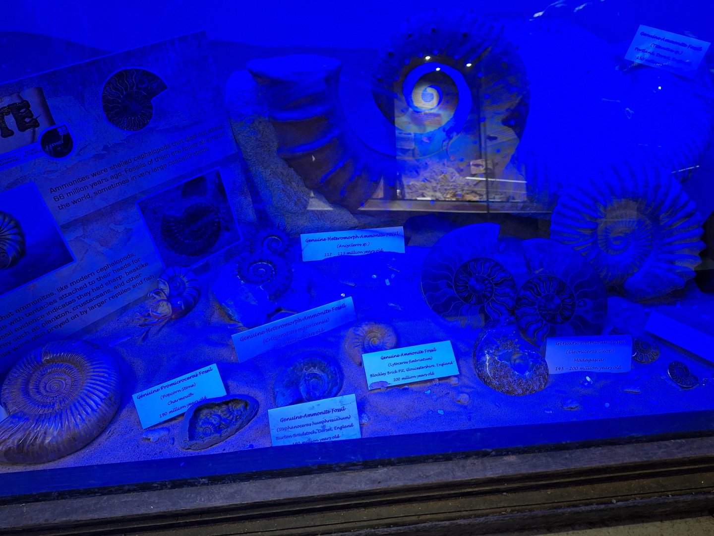 Ammonite Fossil Display