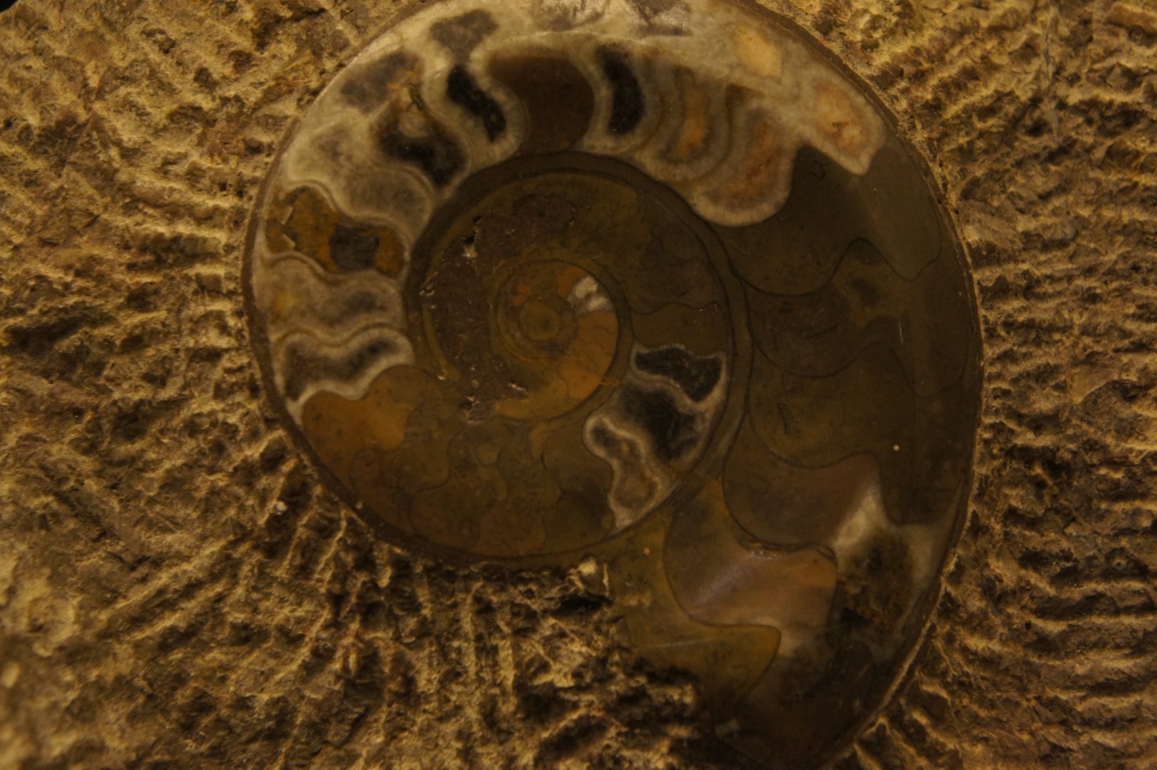 Ammonite Fossil