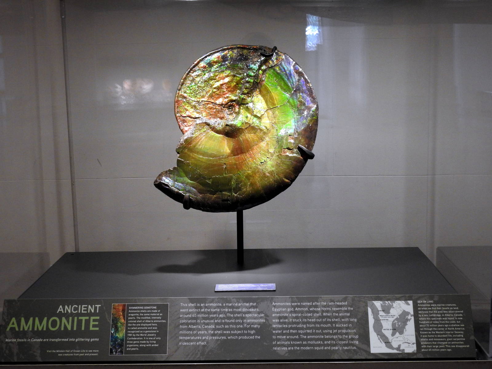 Ammonite Shell Turned Gem