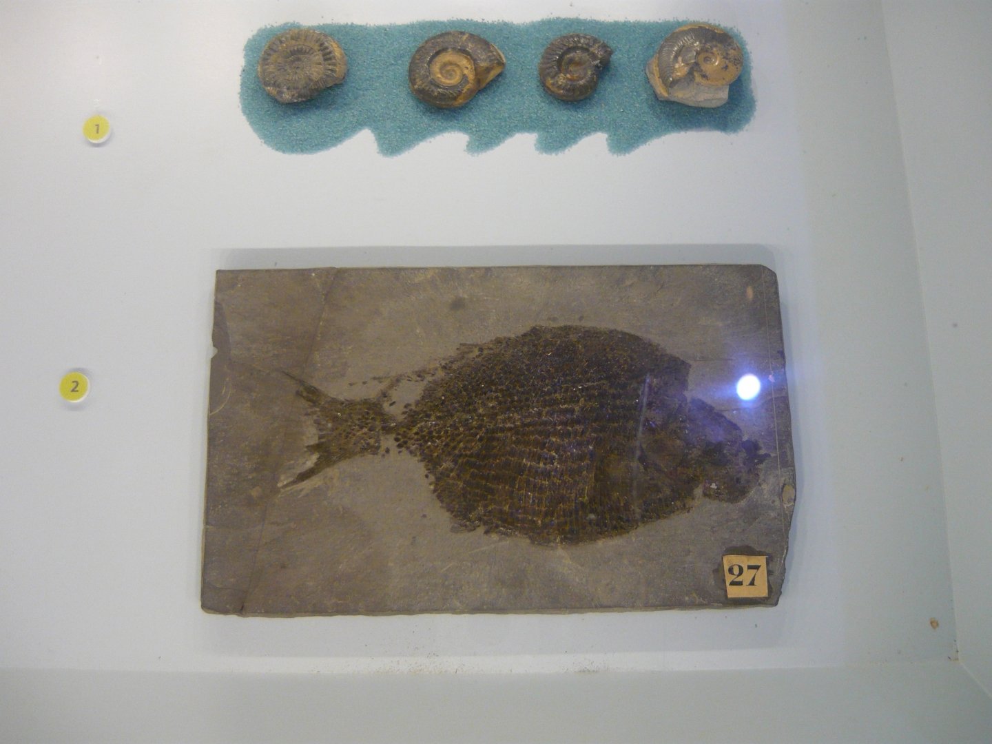 Ammonites and Dapedium sp.