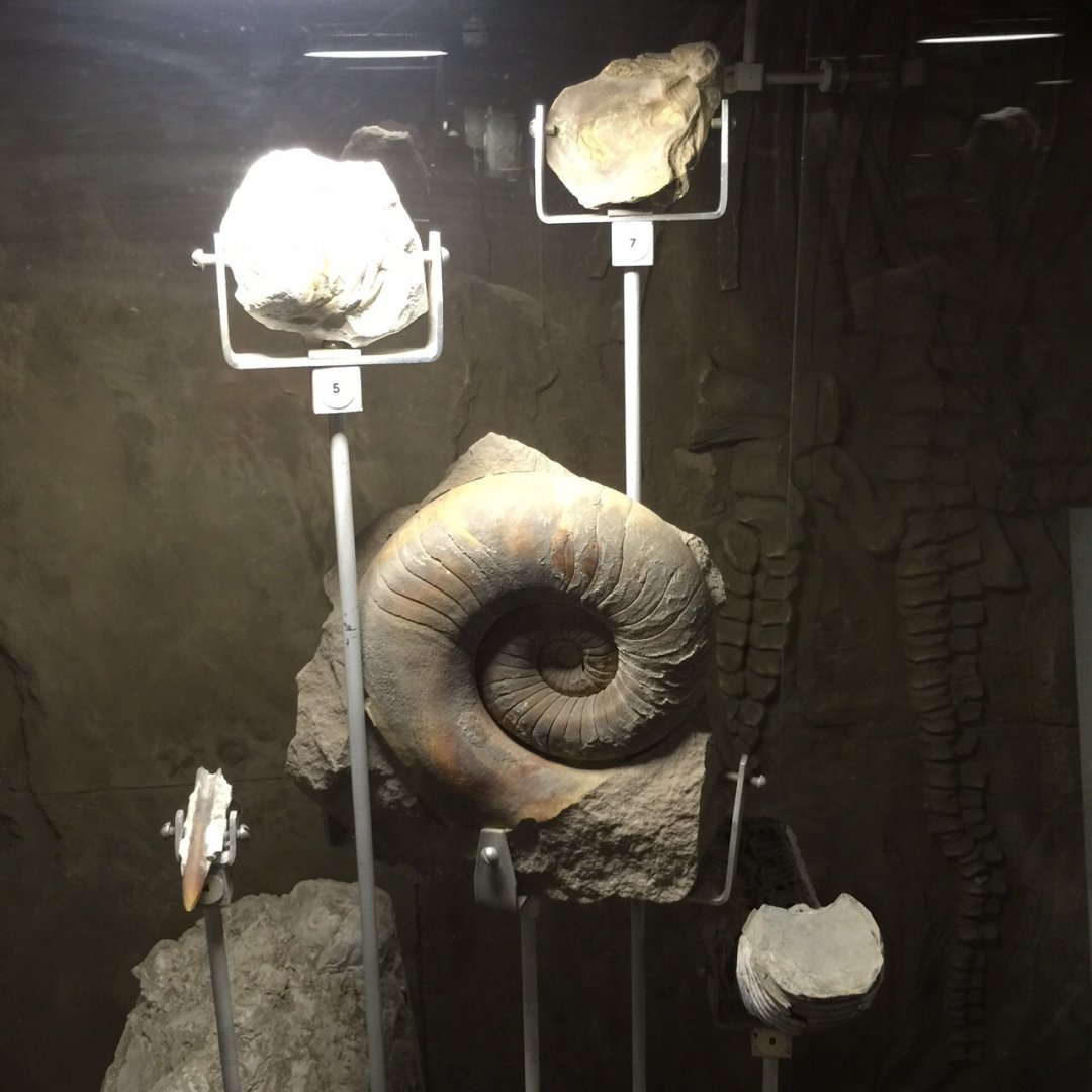 Ammonites and other fossils
